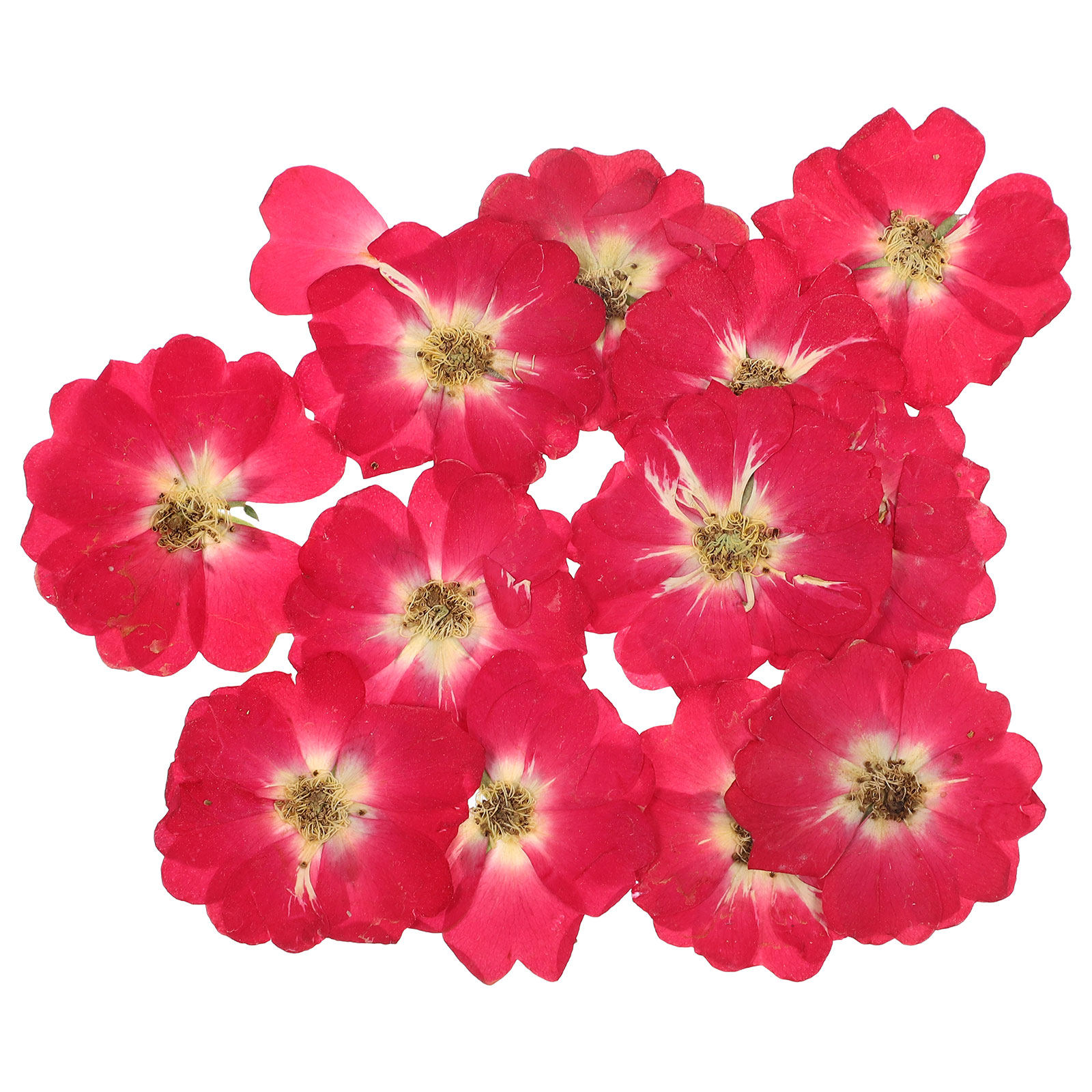 12Pcs Natural Dried Rose Press – обзор и цена Art Craft Painting