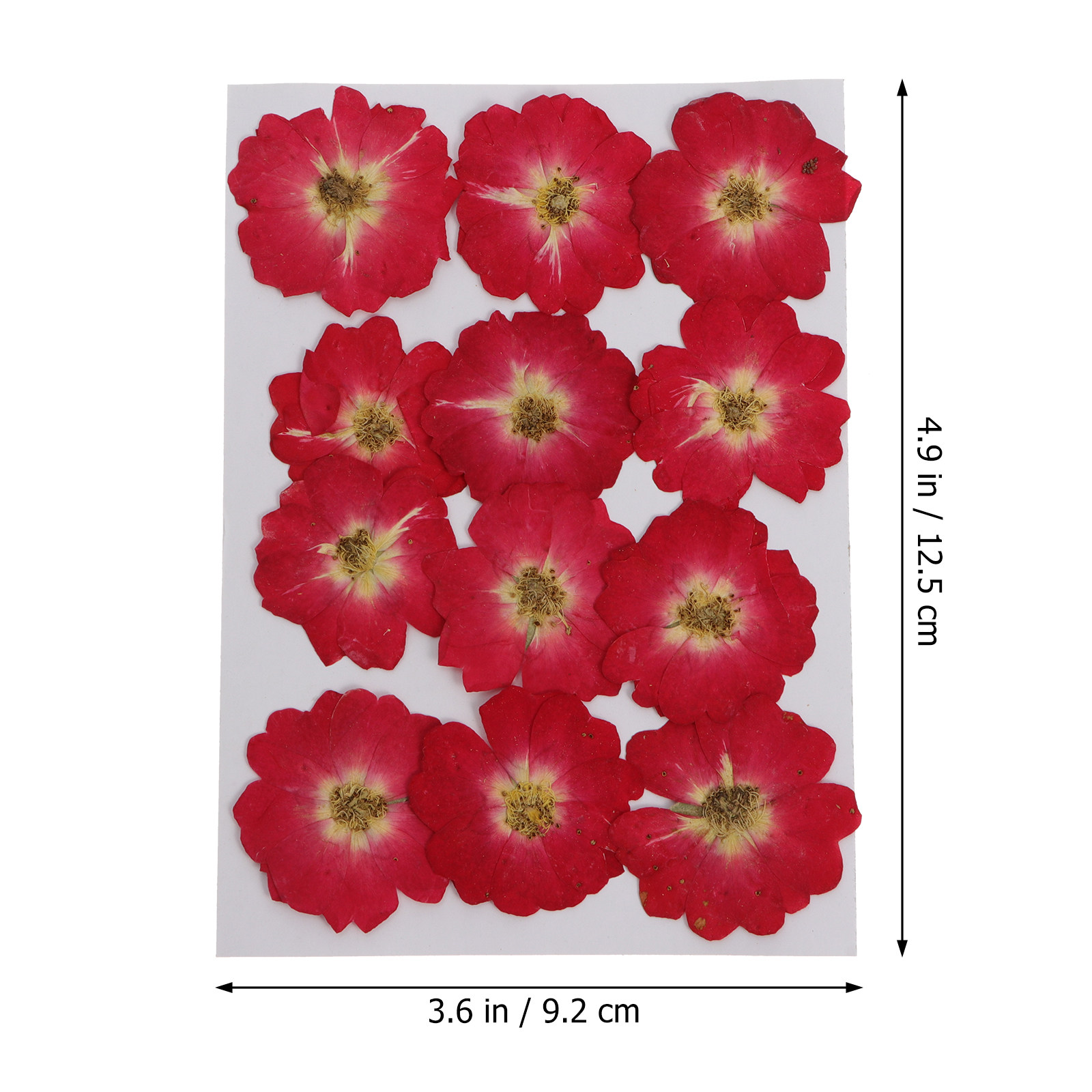 12Pcs Natural Dried Rose Press – обзор и цена Art Craft Painting